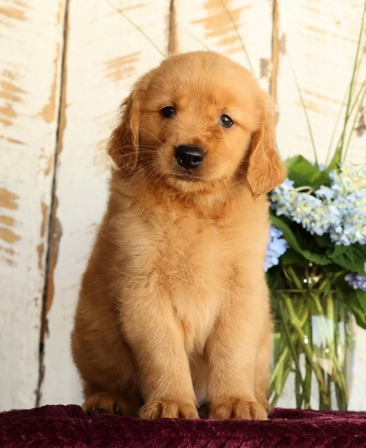 Puppy Name: Jasper