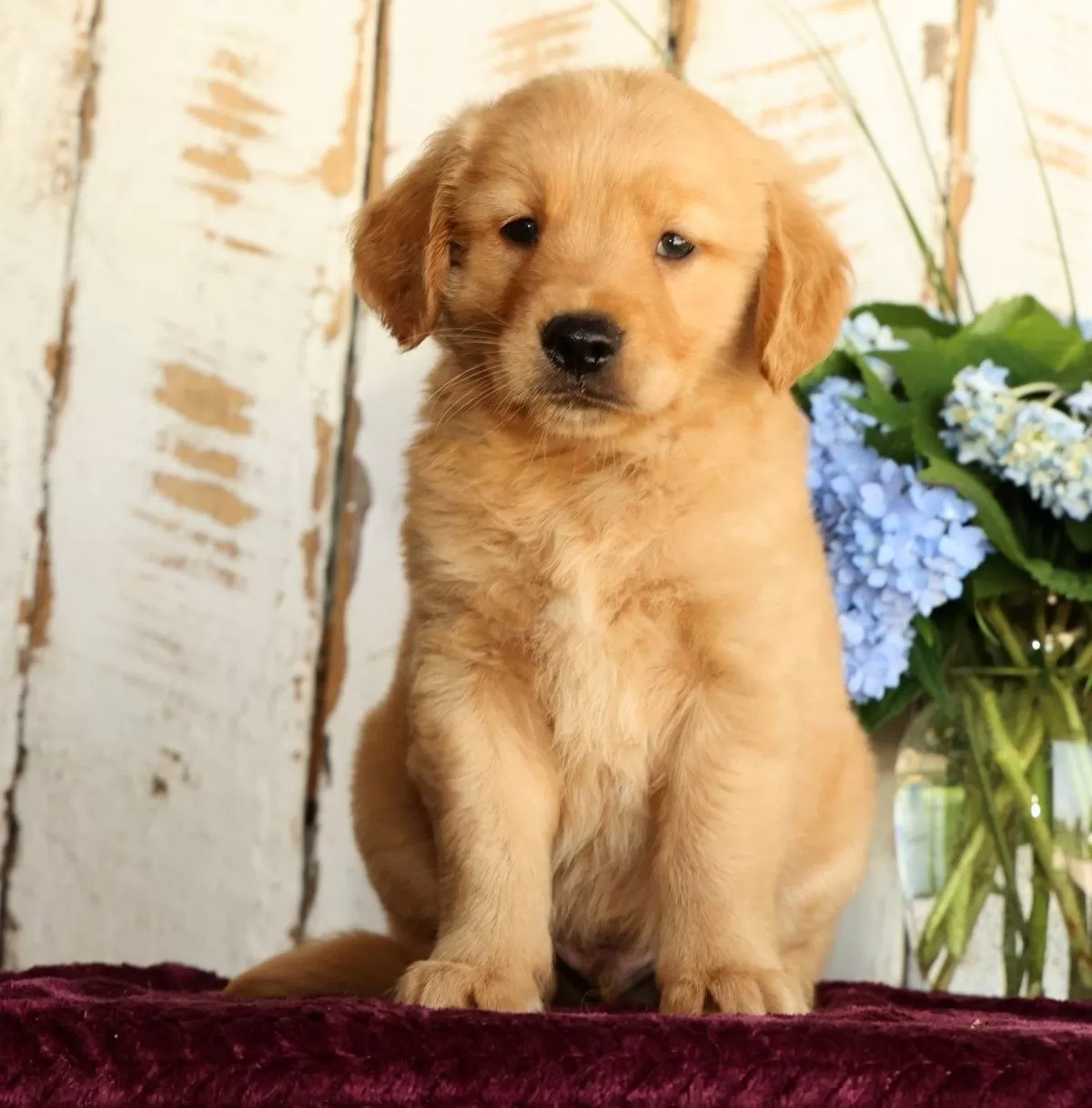 Puppy Name: Jaxon