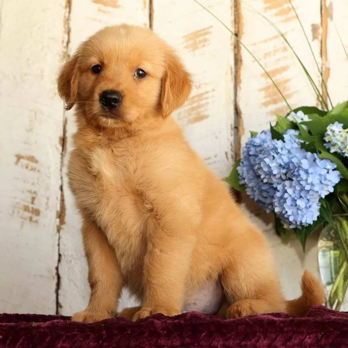 Puppy Name: Jingle