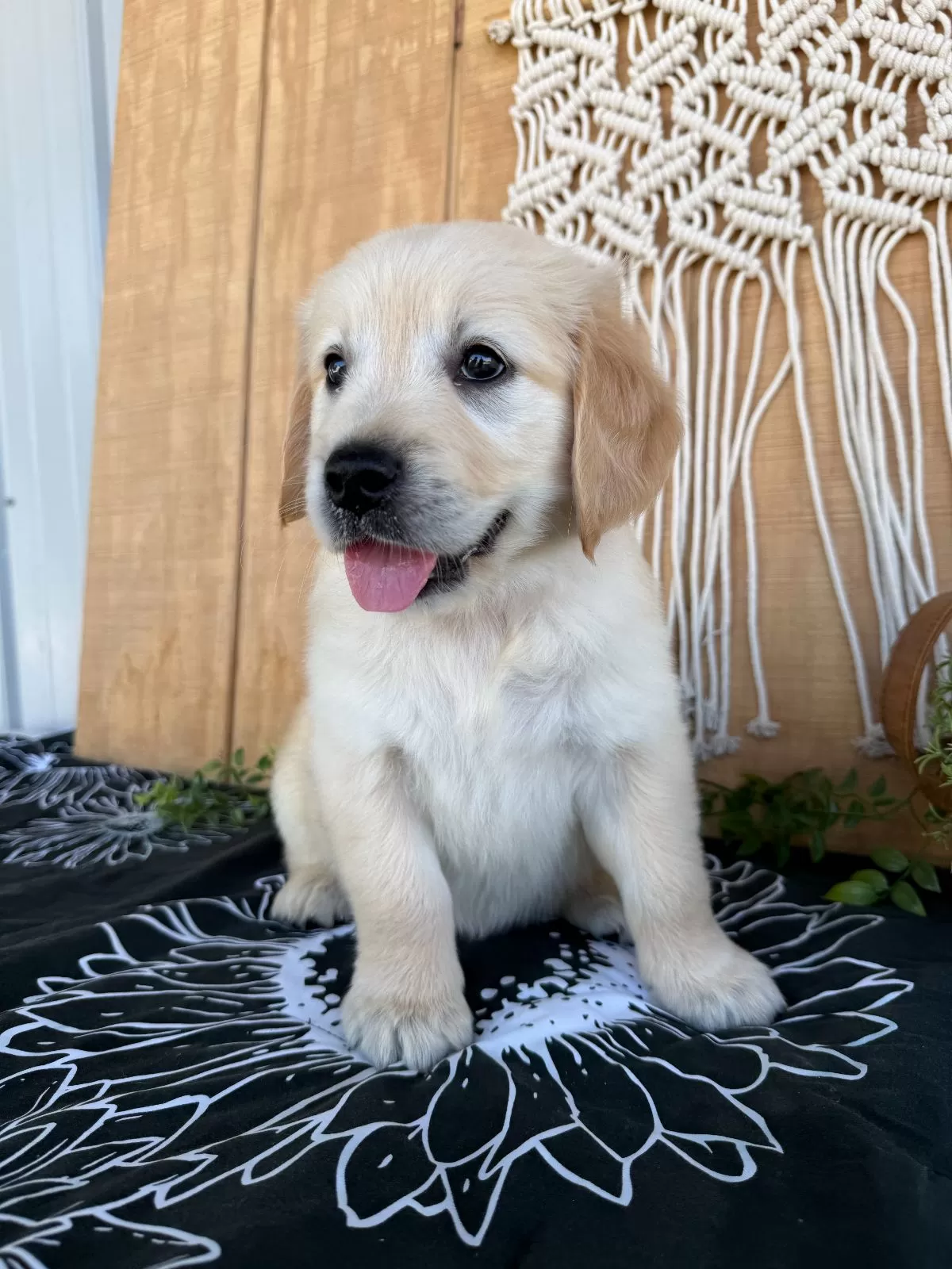 Gigi