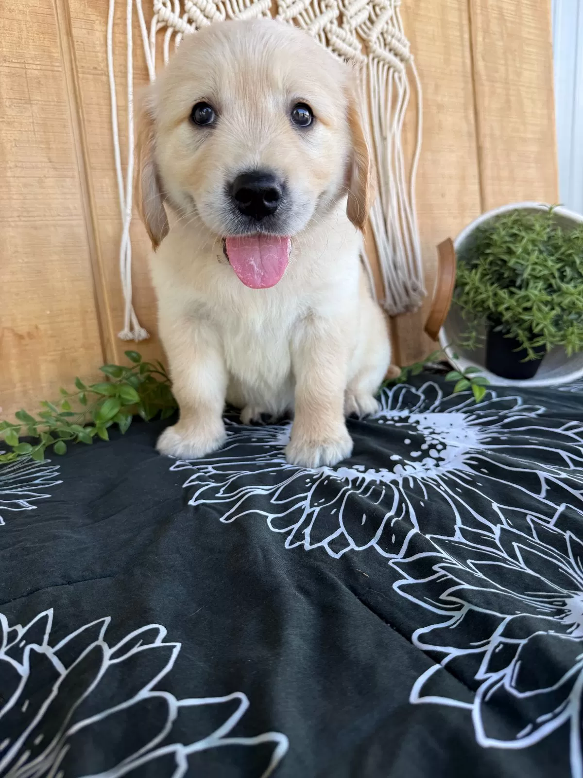 Puppy Name: Grady