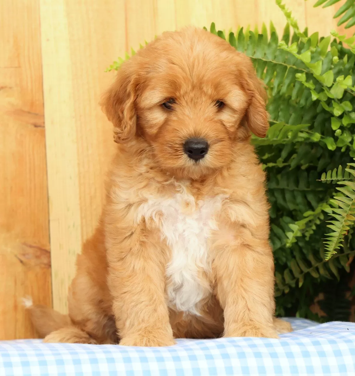 Puppy Name: Chester