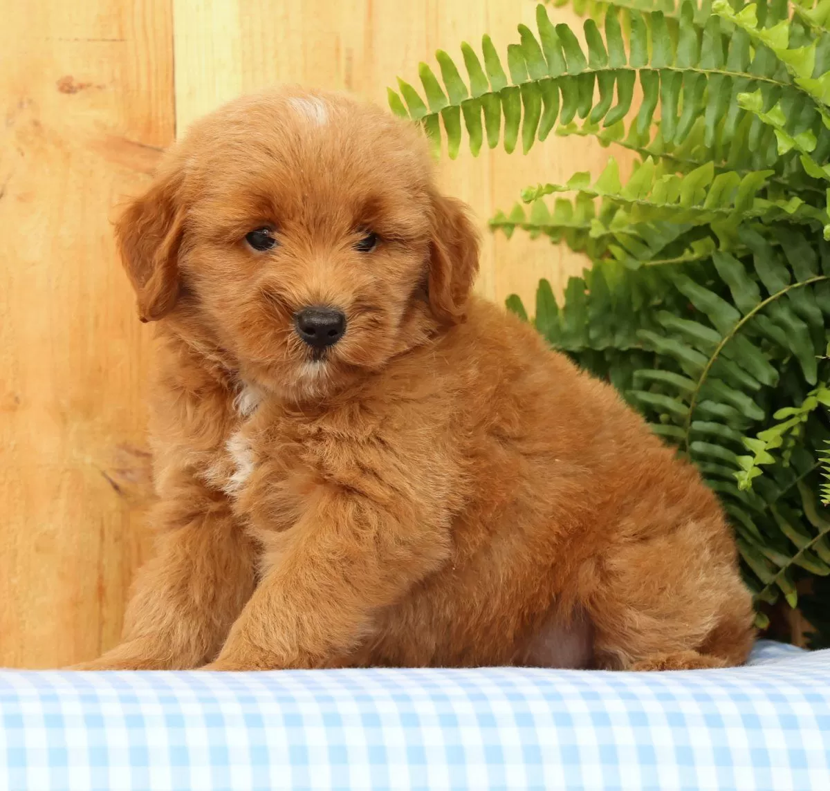 Puppy Name: Cricket
