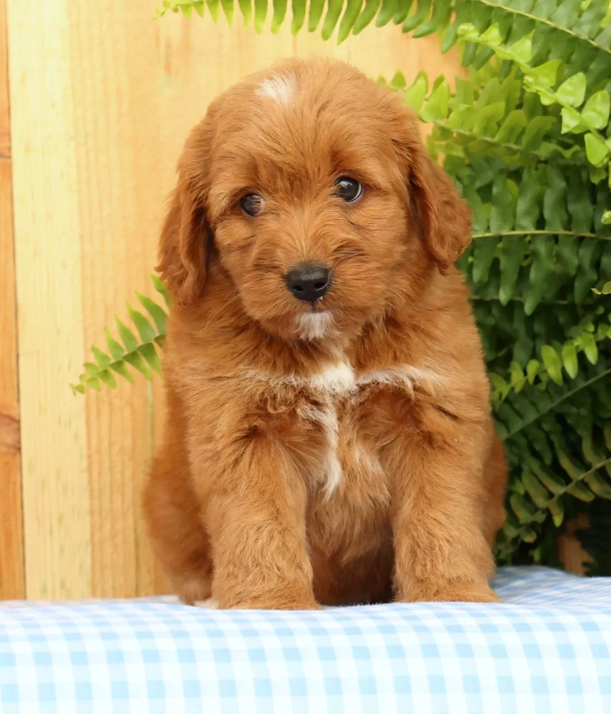 Puppy Name: Carmello