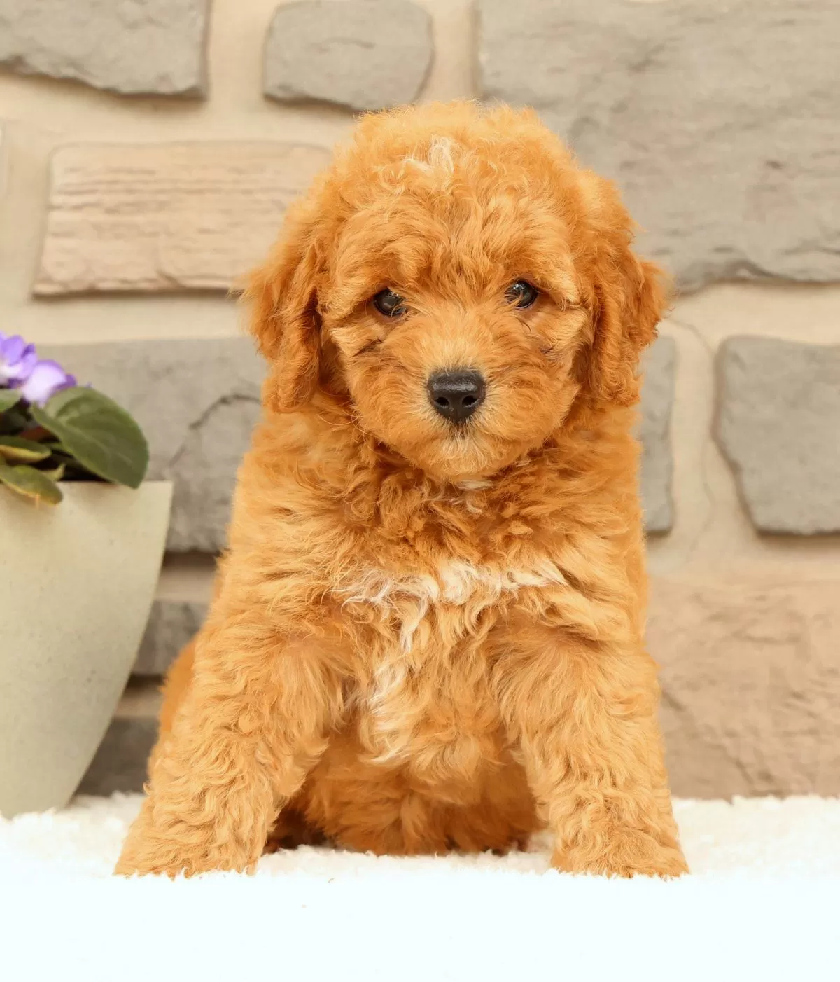 Puppy Name: Cora