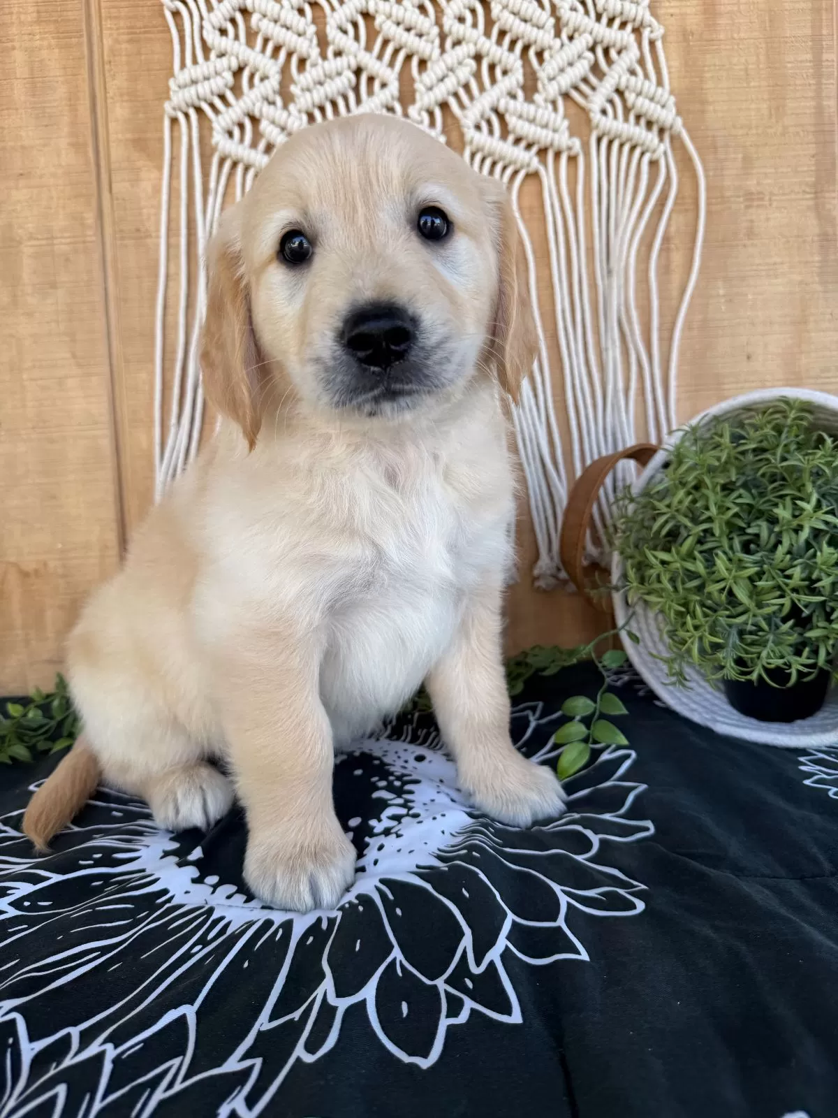 Puppy Name: Graham
