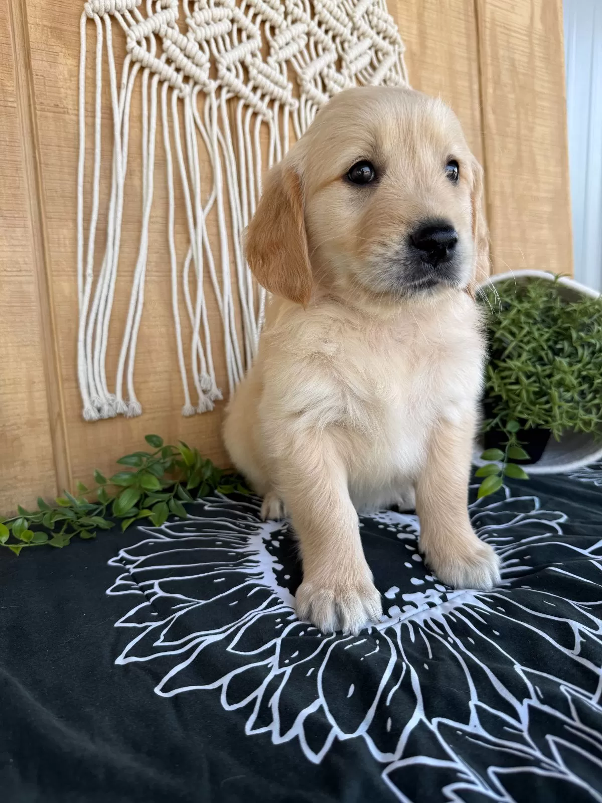 Puppy Name: Gemma