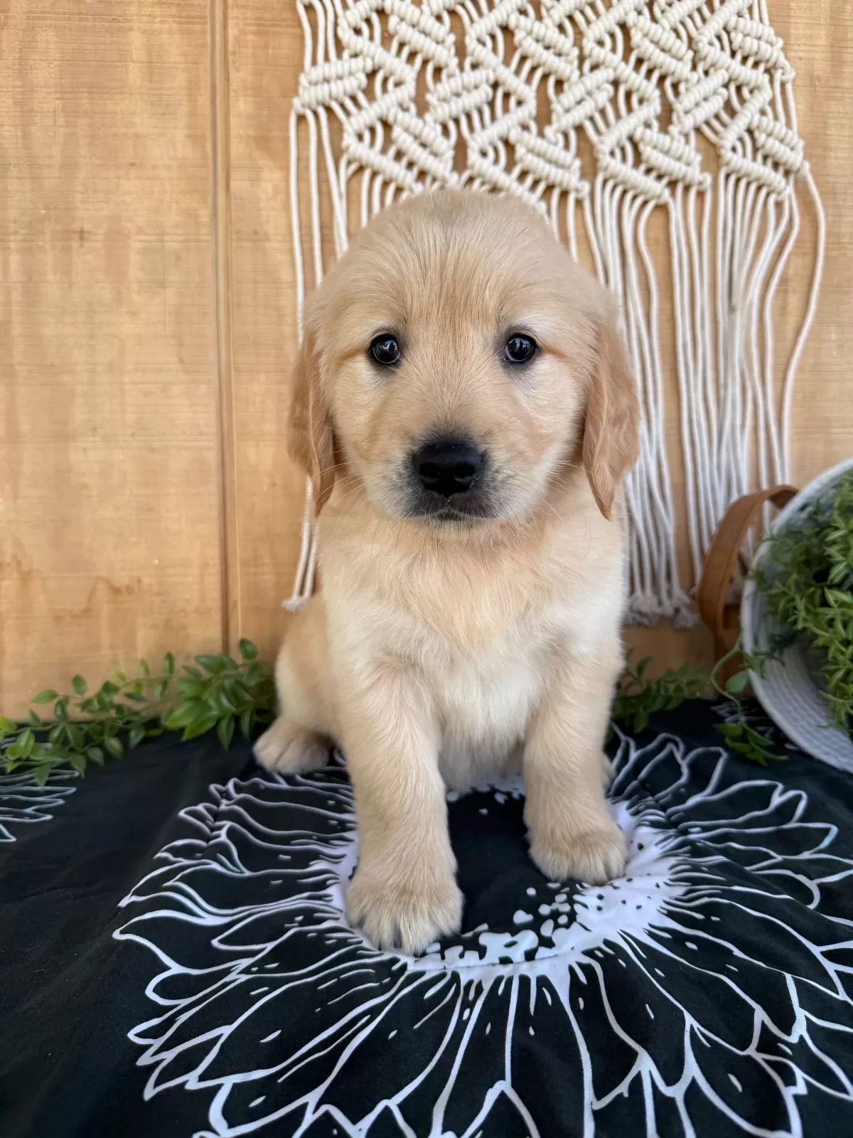 Puppy Name: Georgia