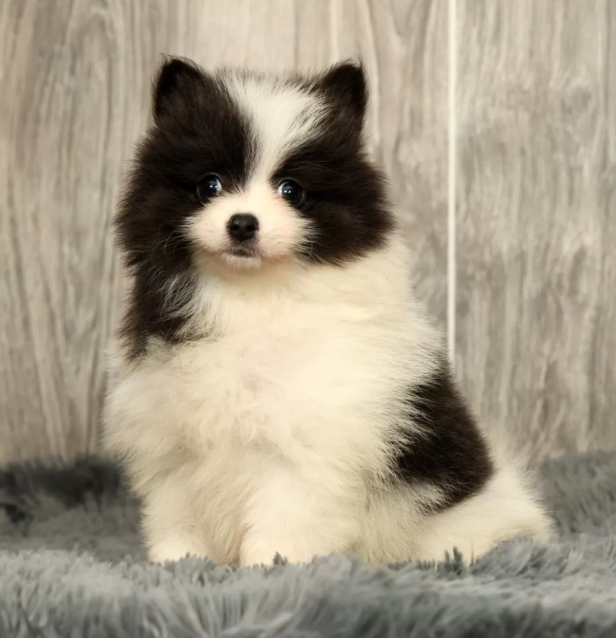 Puppy Name: Harmony