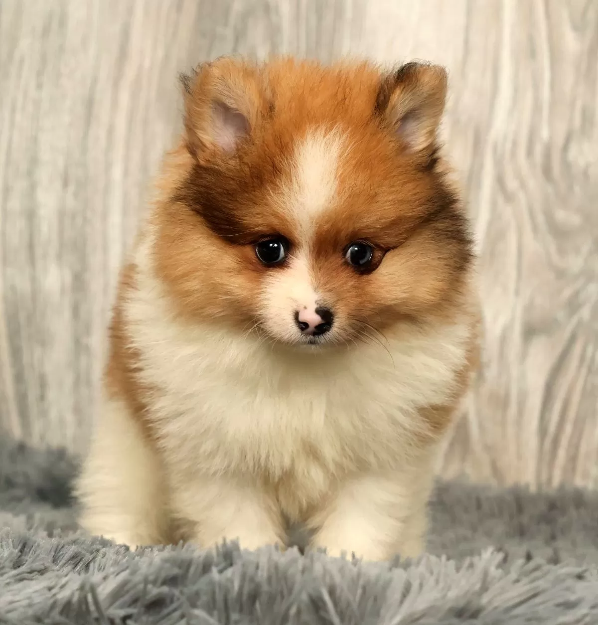Puppy Name: Houston