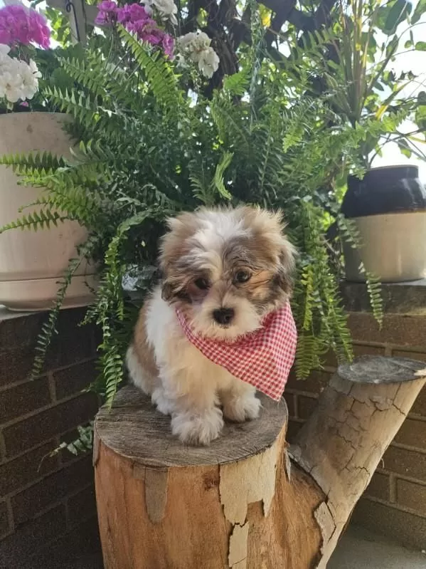 Puppy Name: Bradley