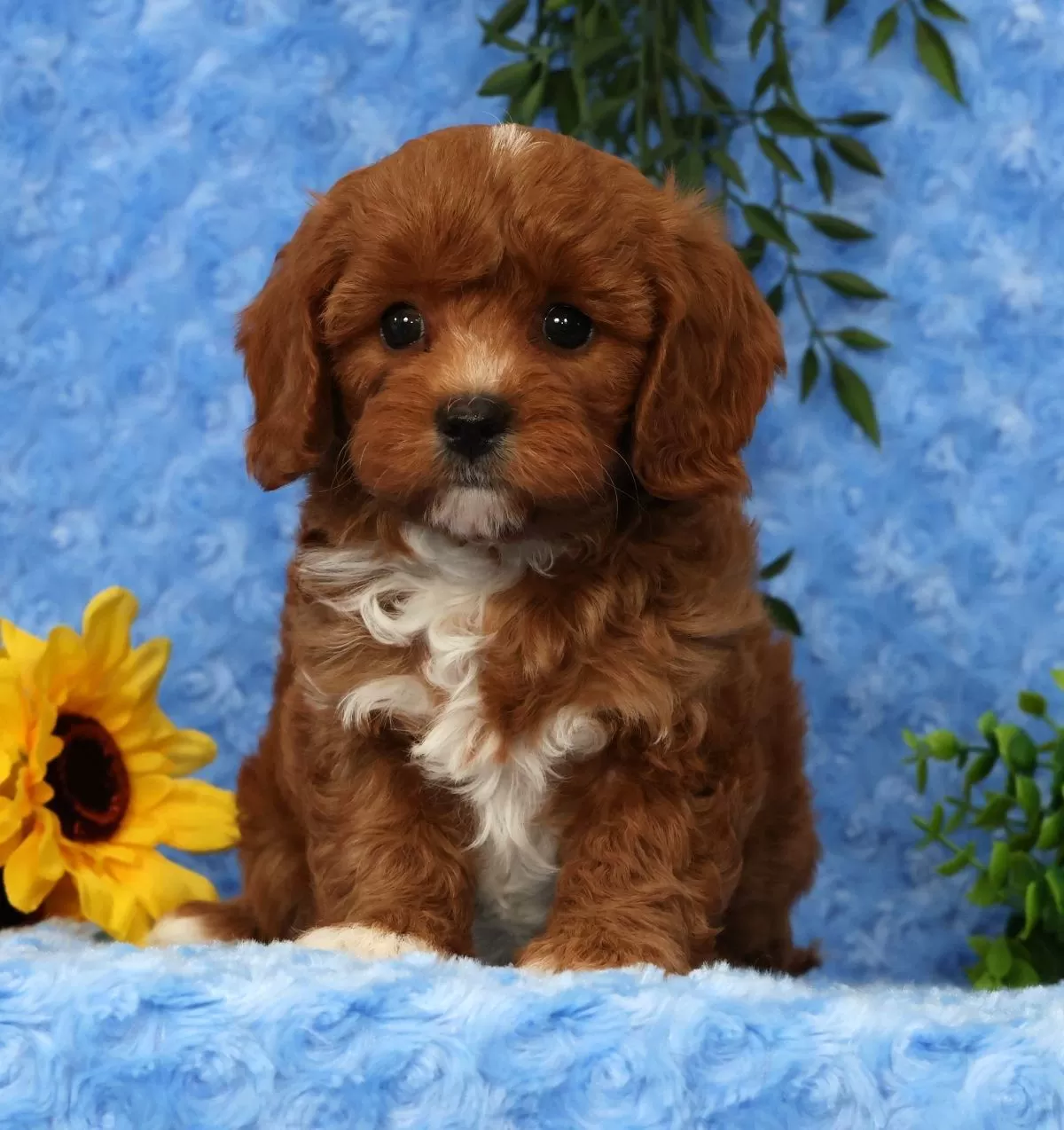 Puppy Name: Leo