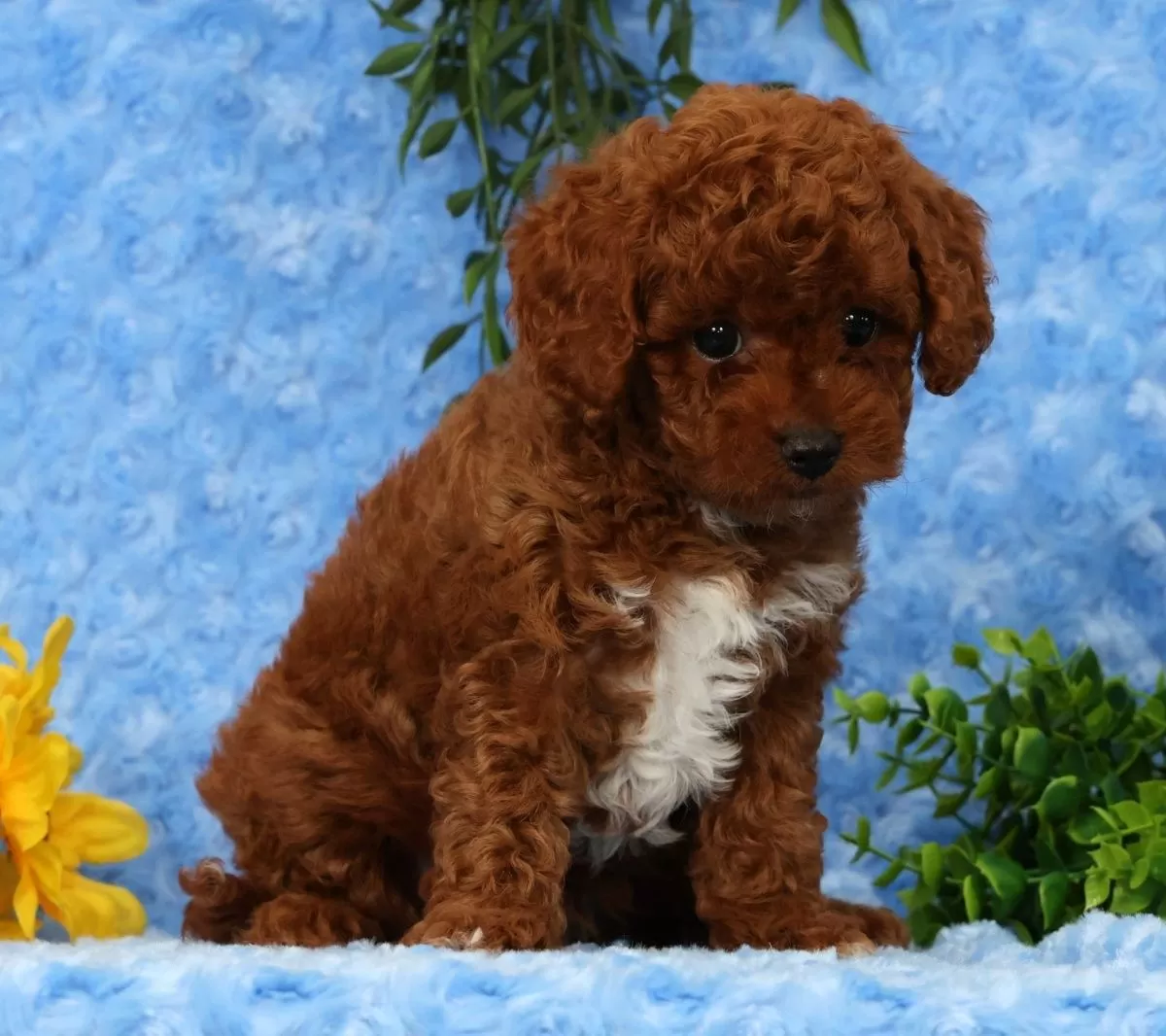 Puppy Name: Logan