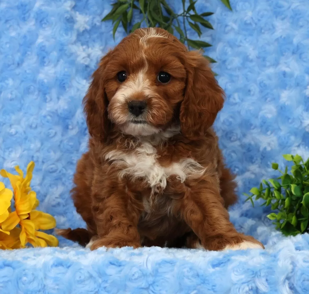 Puppy Name: Lynn