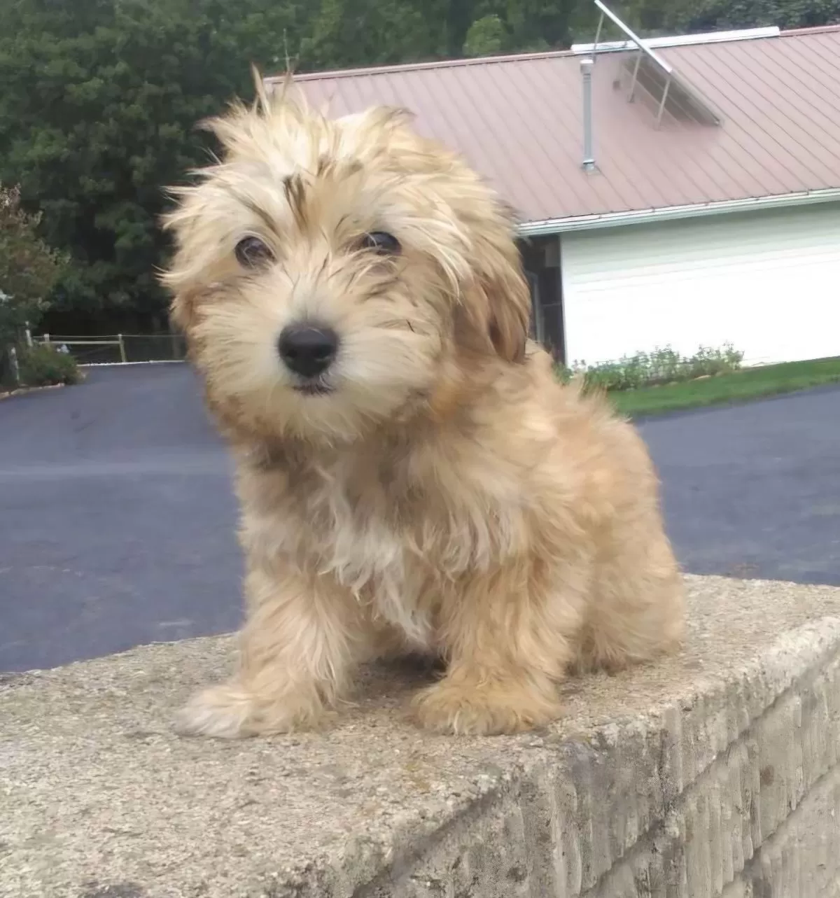 Puppy Name: Lindsey