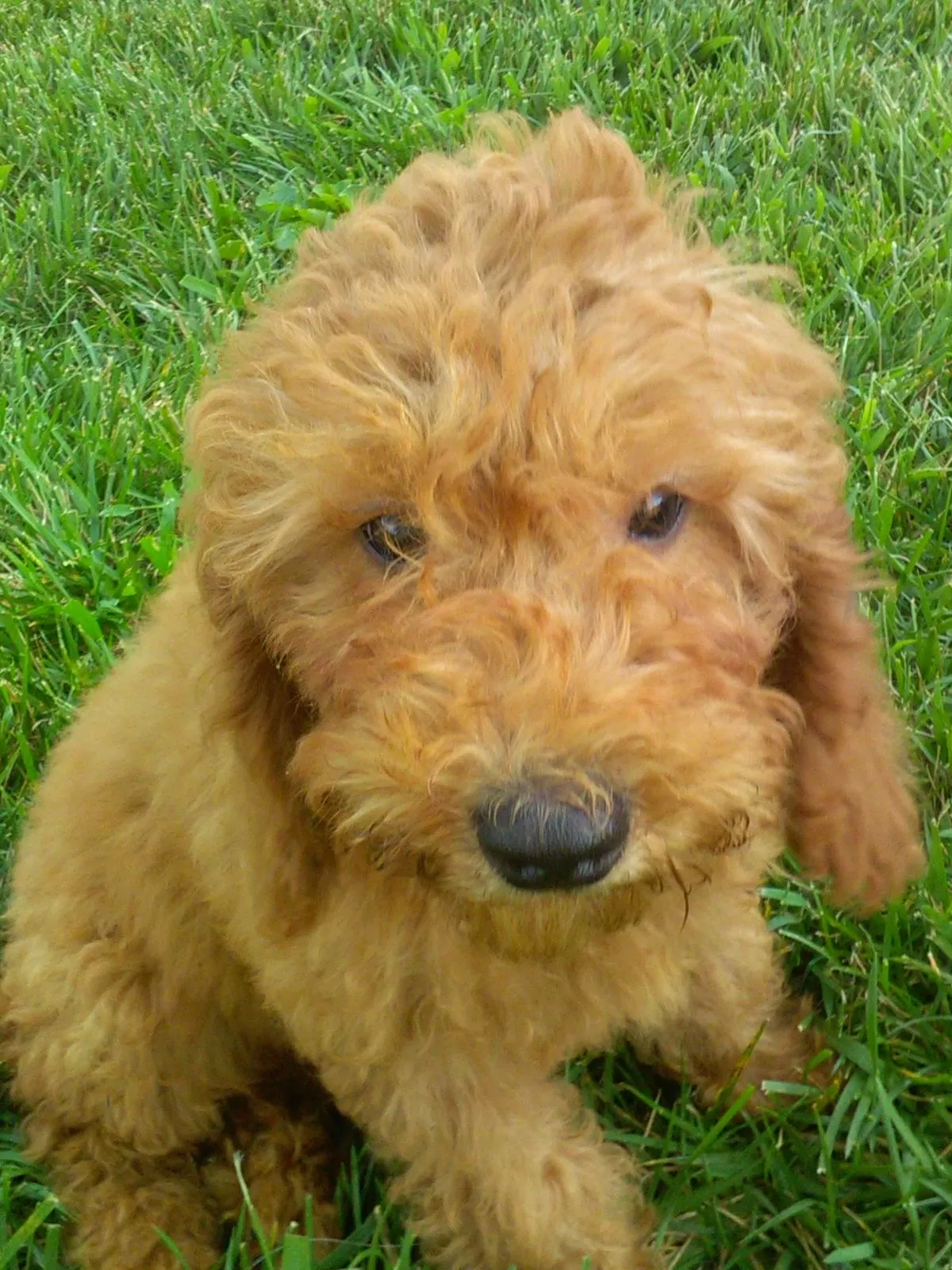 Puppy Name: Maeve