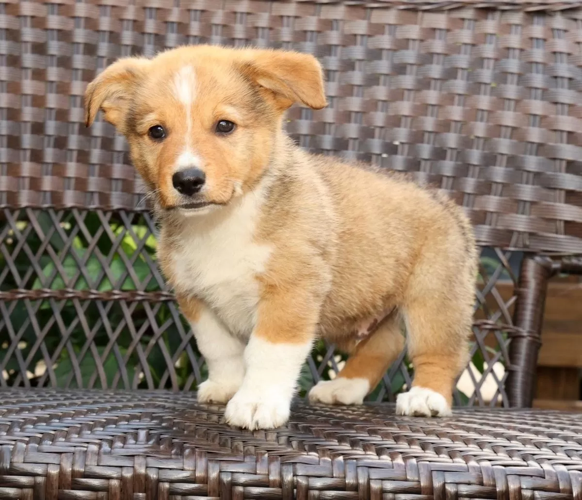 Finnigan