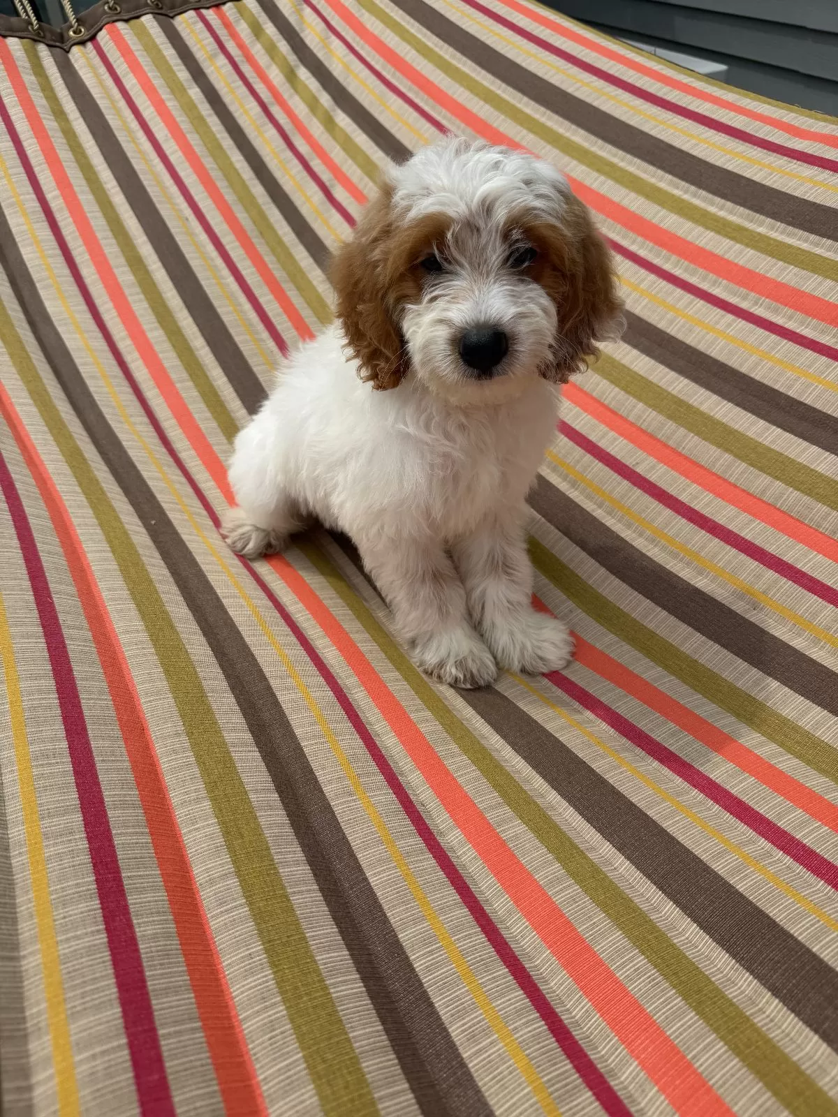Archie