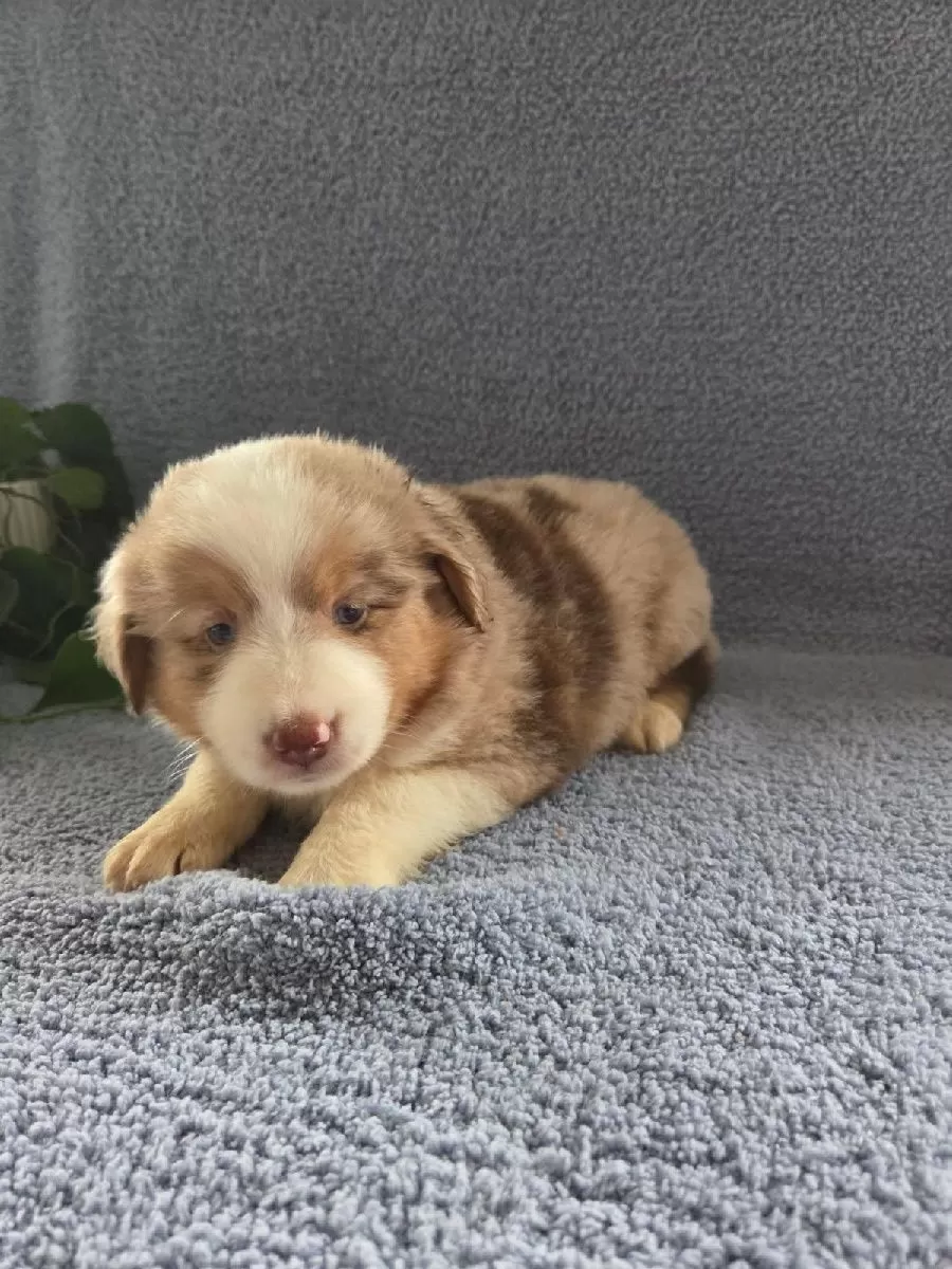Mini Aussies coming soon