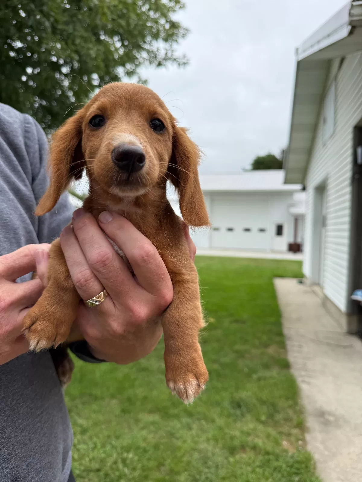 Puppy Name: Ella