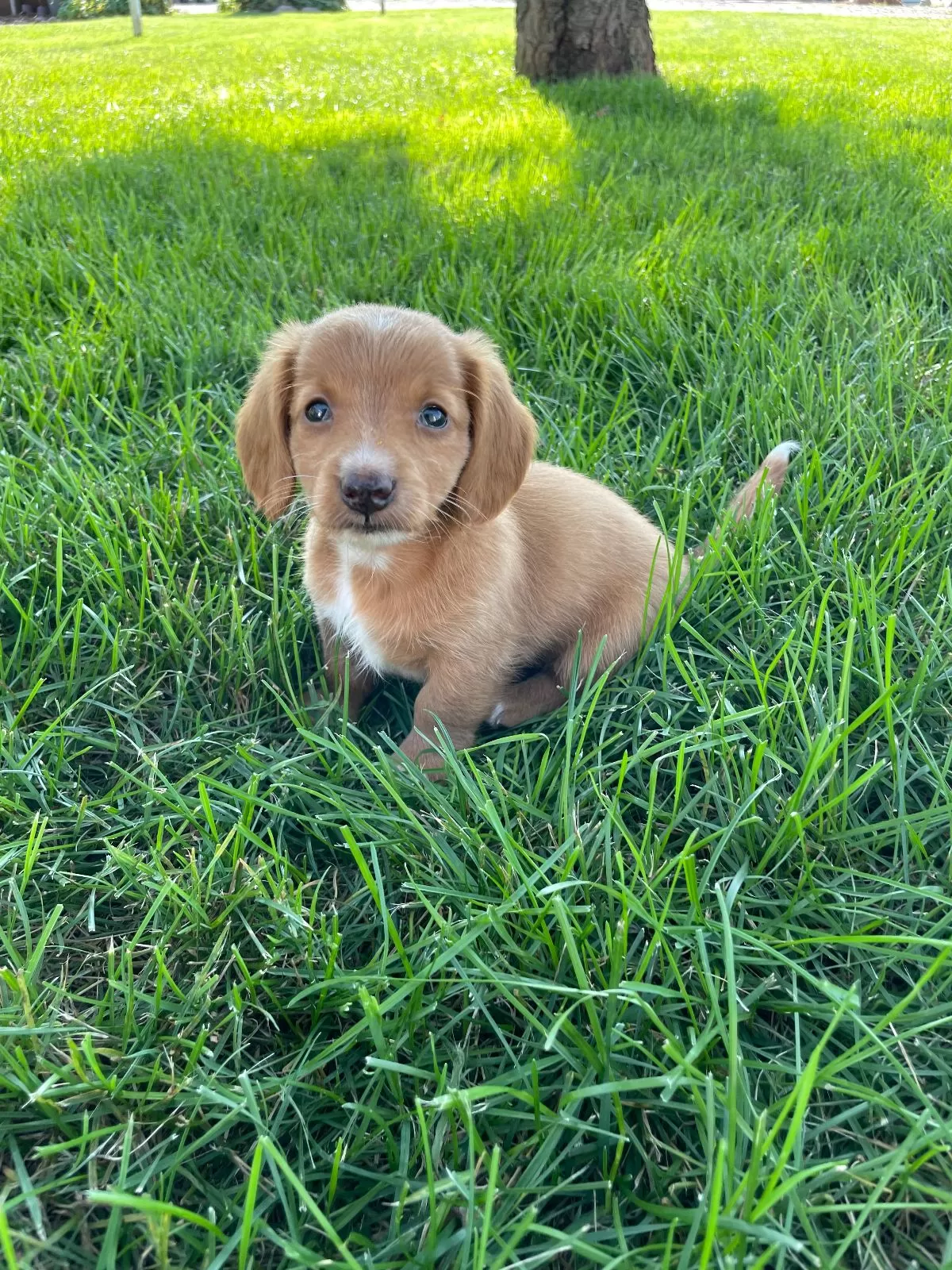Ella