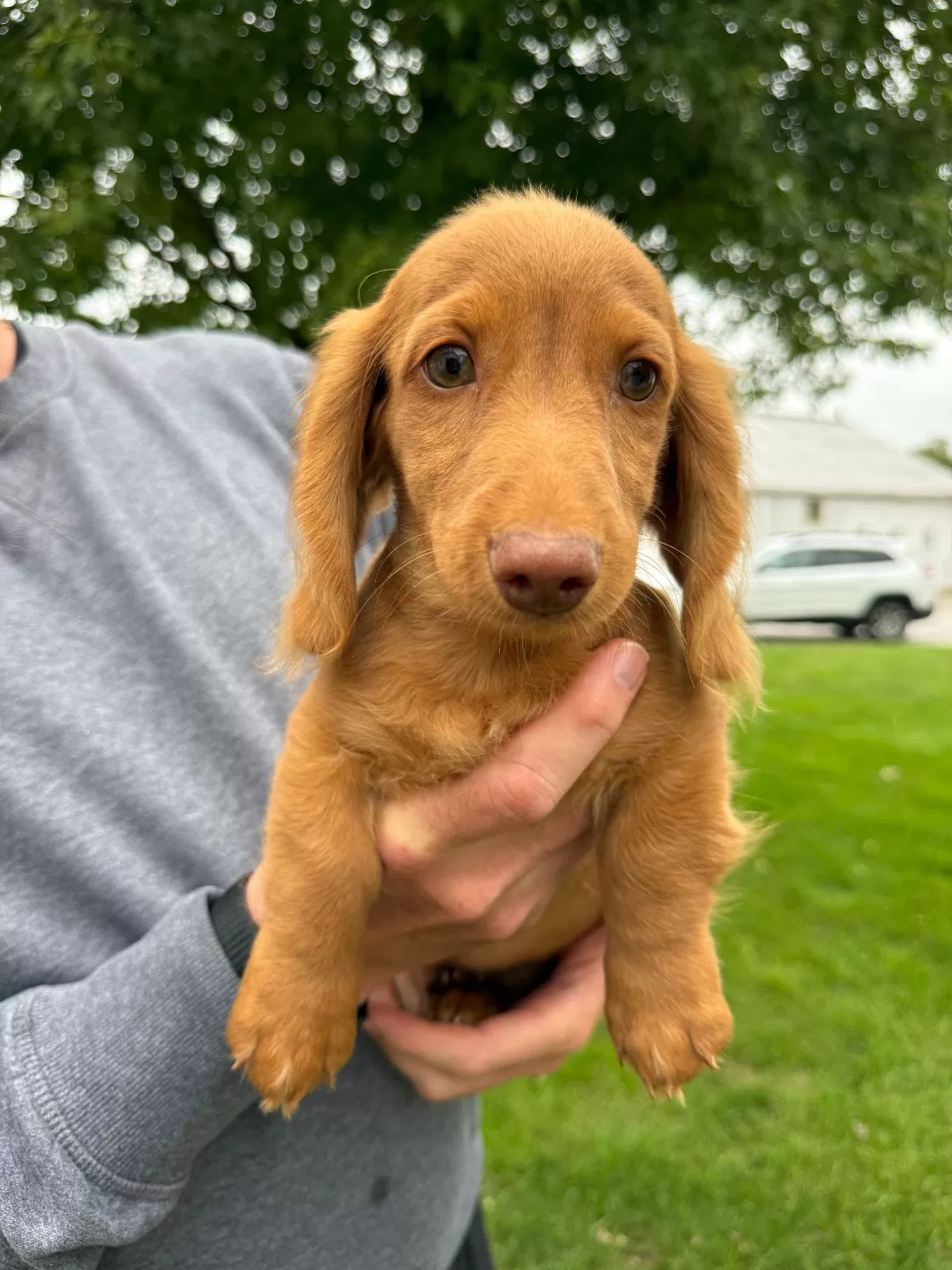 Puppy Name: Toby