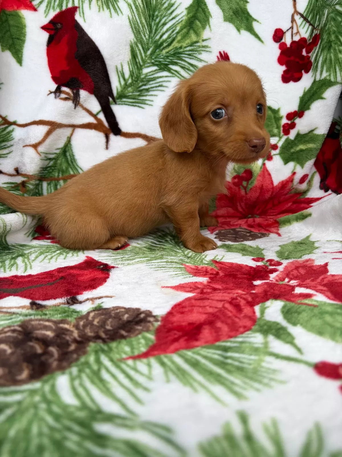 Toby