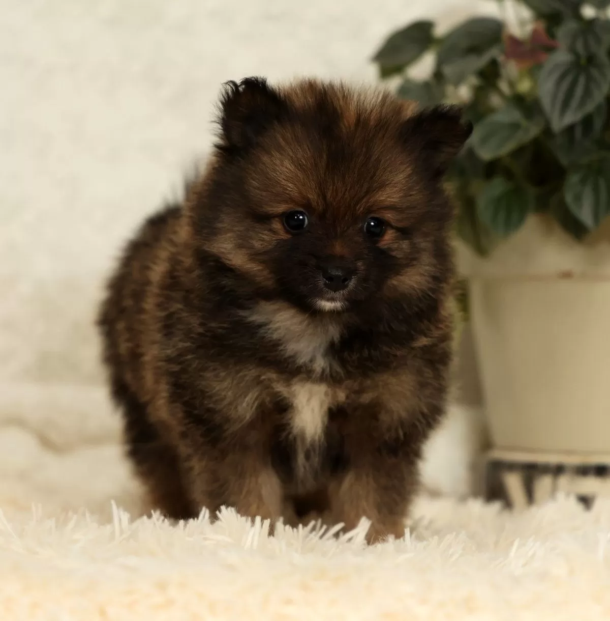 Toffee