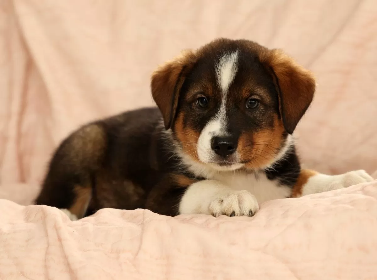 Duke
