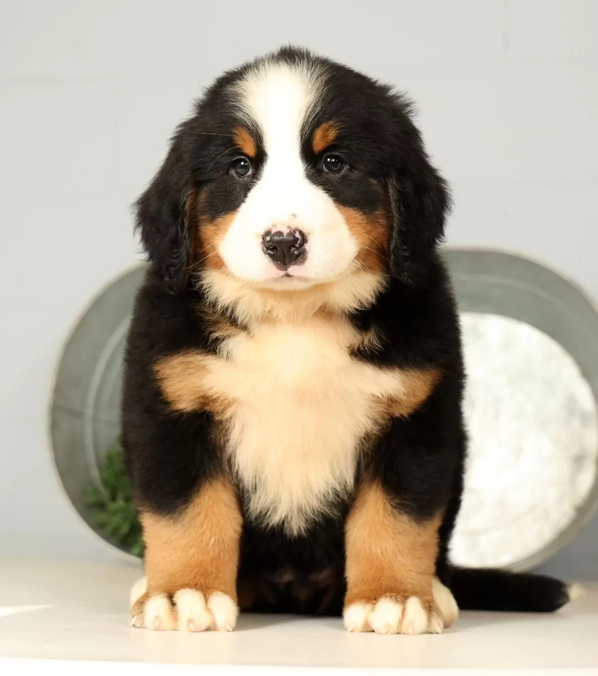 Puppy Name: Roxie