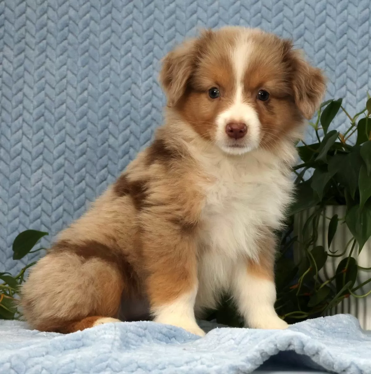 Puppy Name: Remi