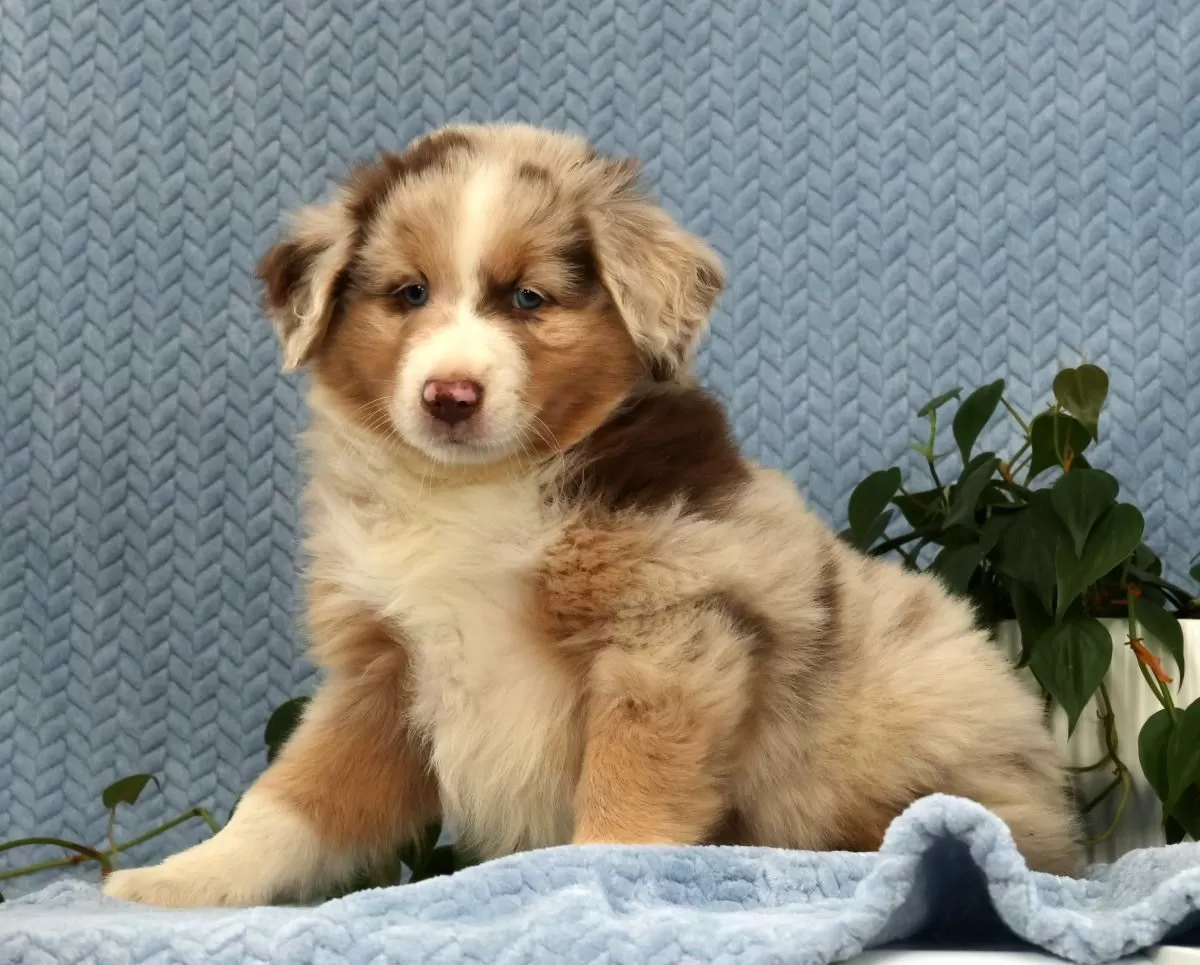 Puppy Name: Riley