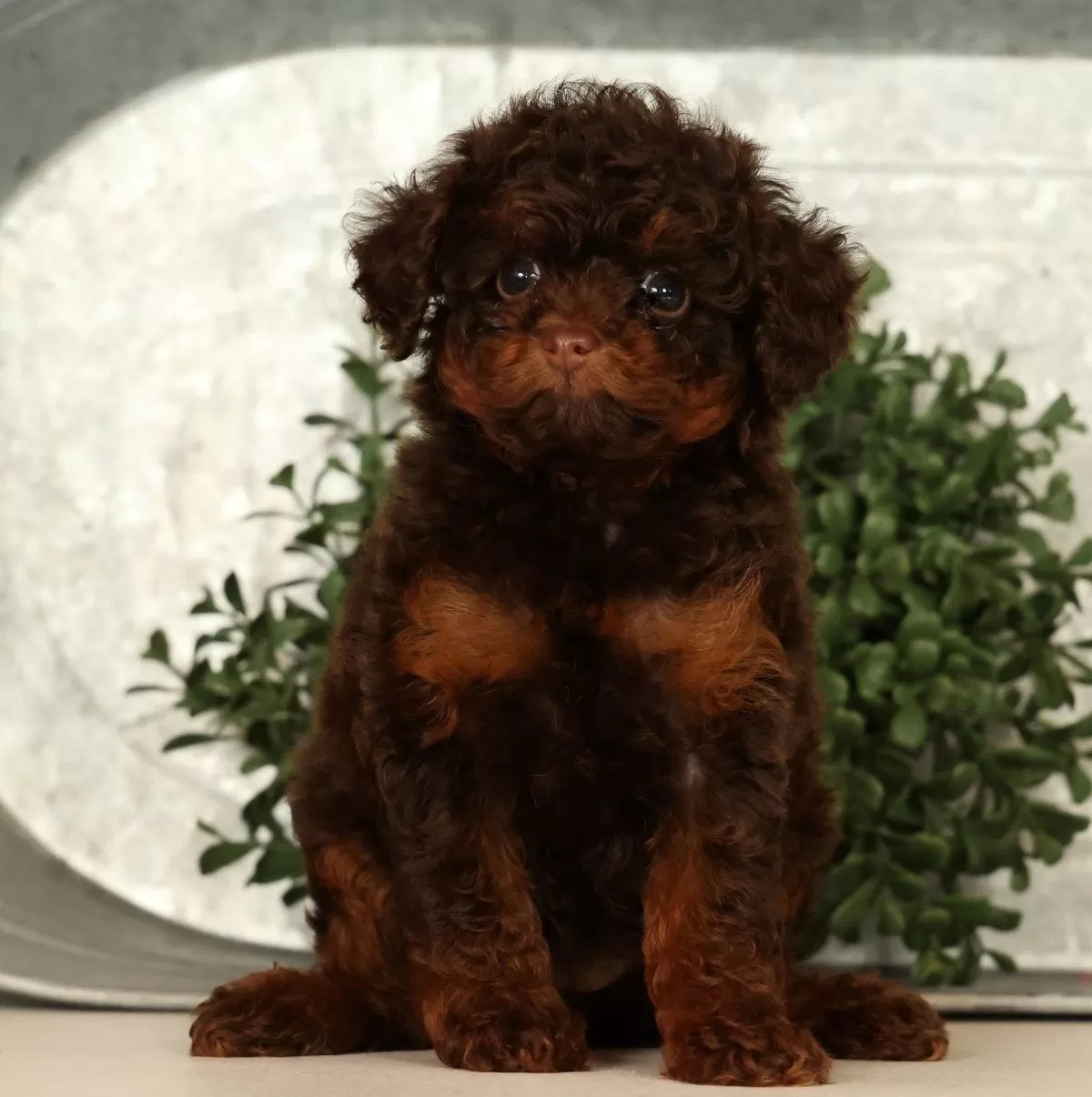 Puppy Name: Sweetie
