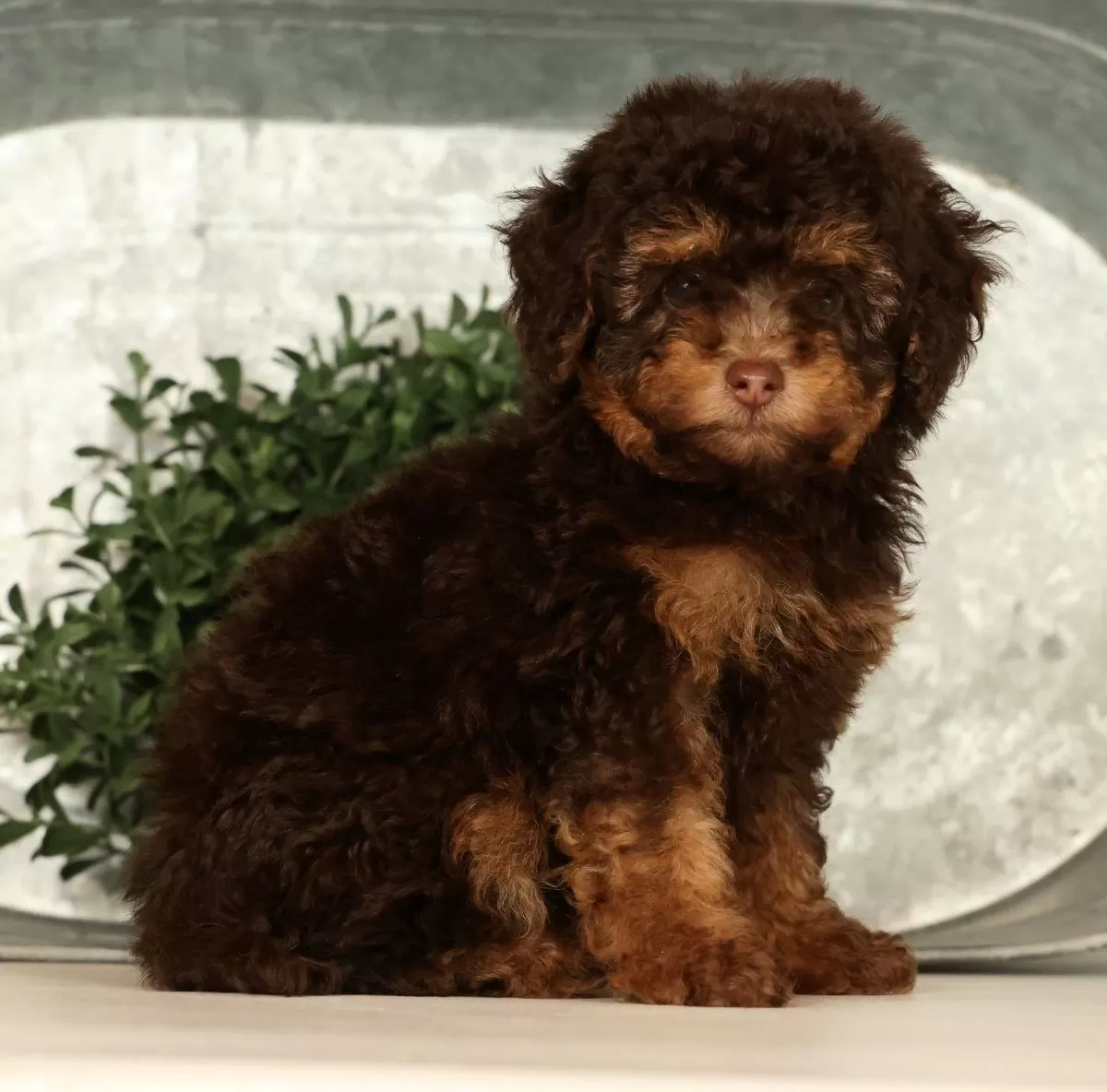 Puppy Name: Shadow