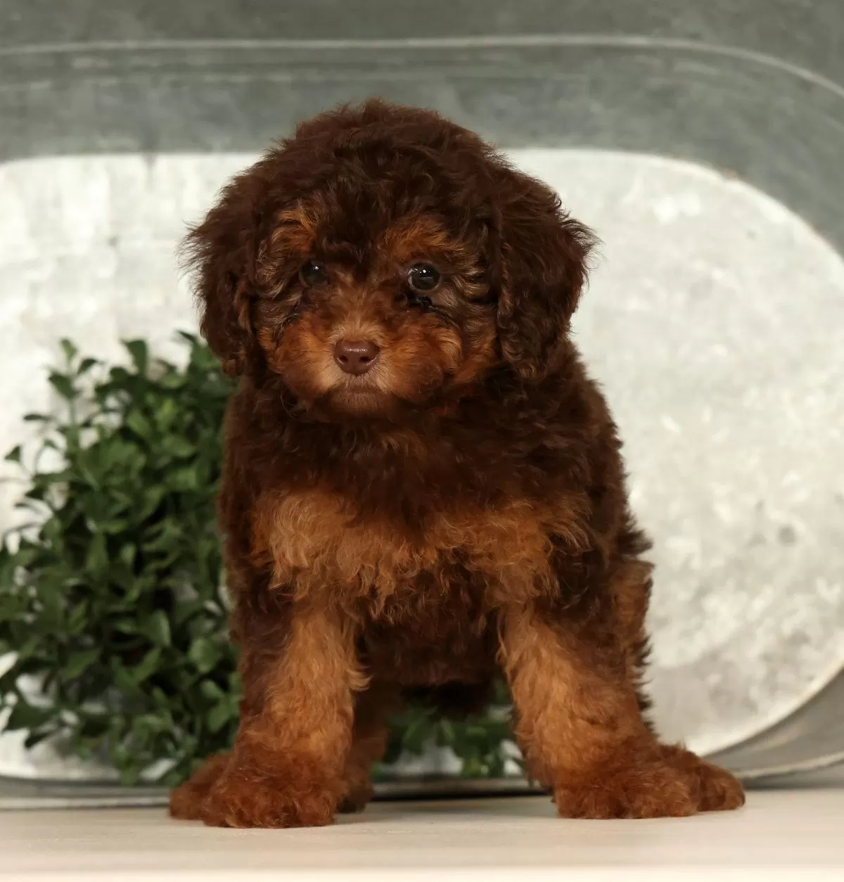 Puppy Name: Saphire