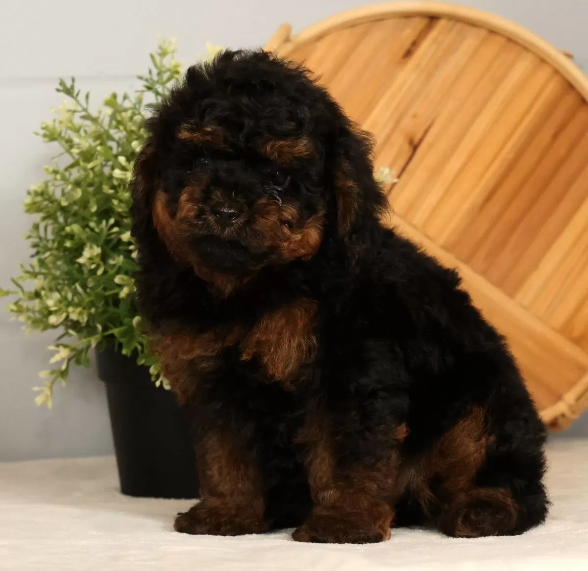 Puppy Name: Snuggles