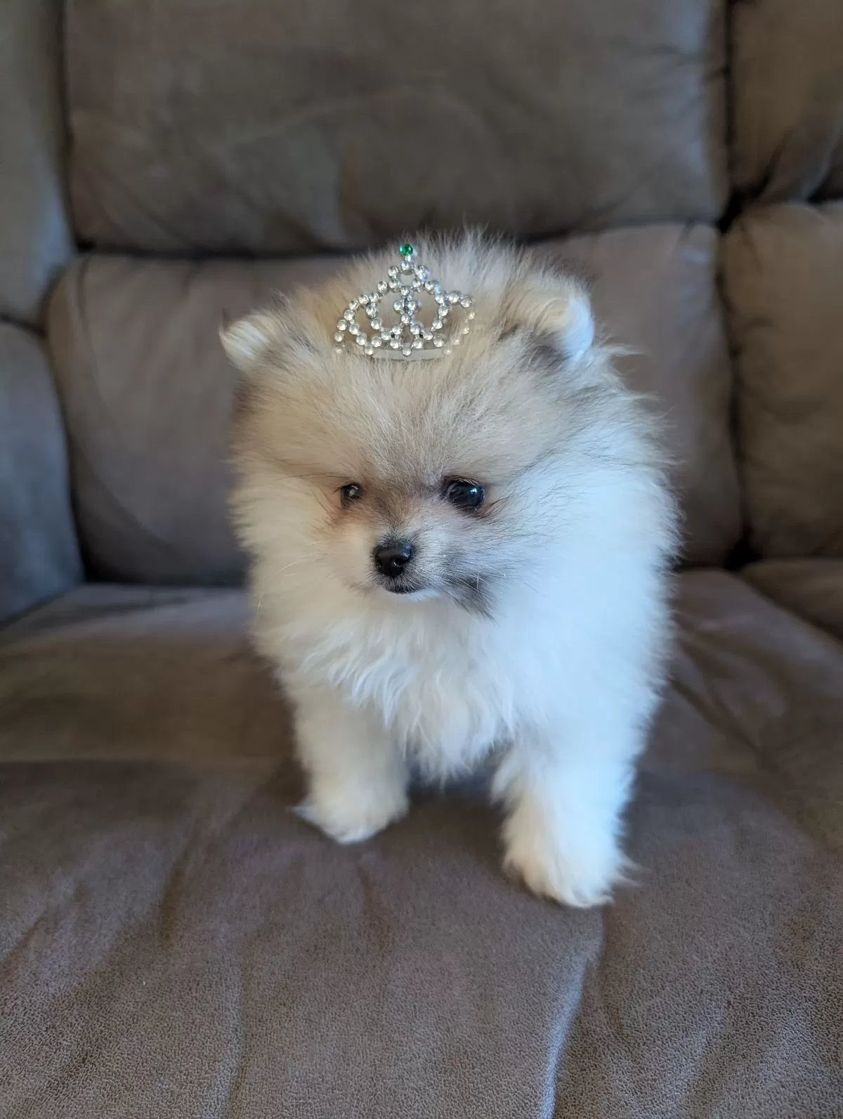 Puppy Name: Jude
