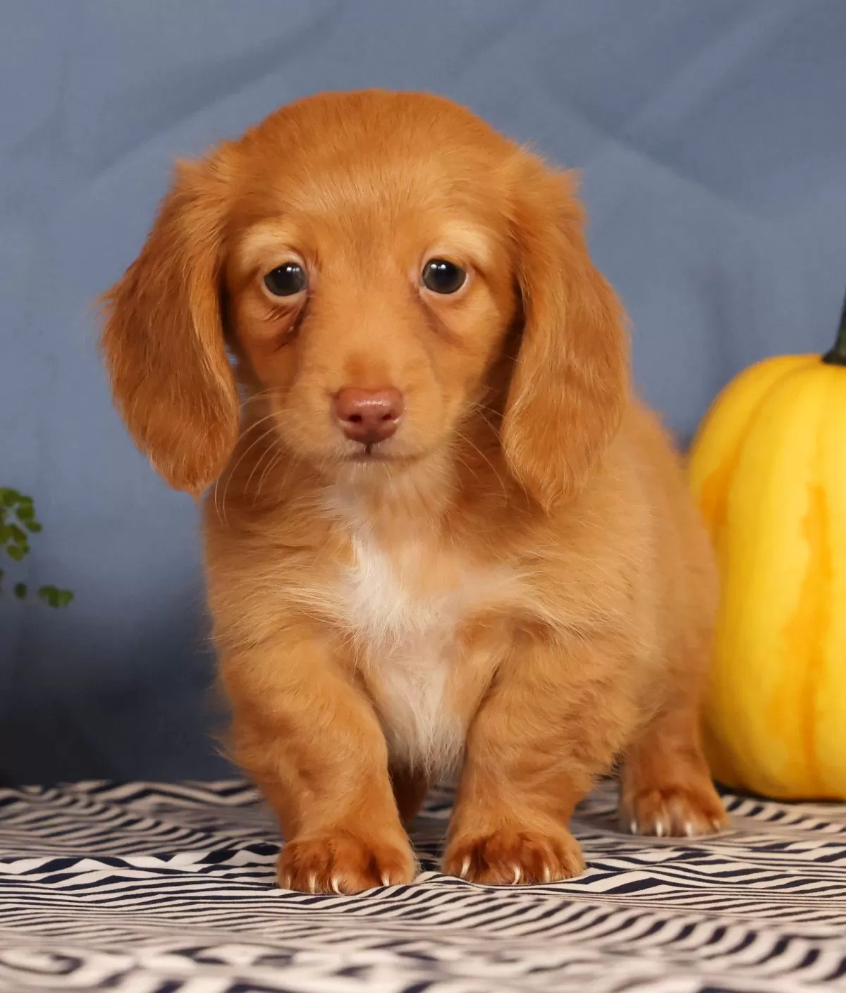 Puppy Name: Jimmy