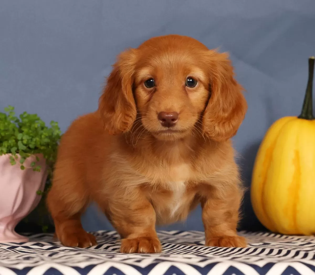 Puppy Name: Johnny
