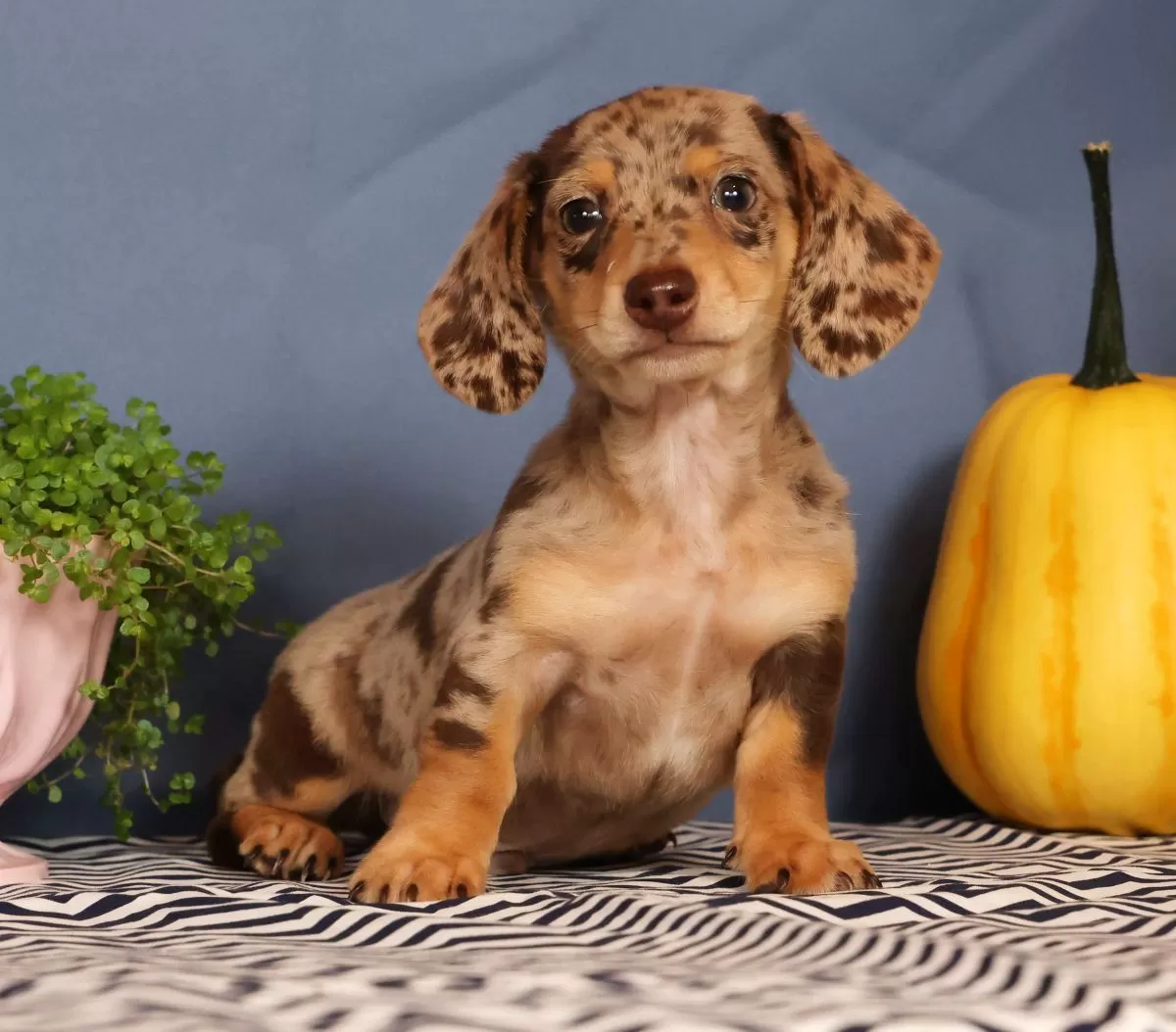 Puppy Name: Jakey