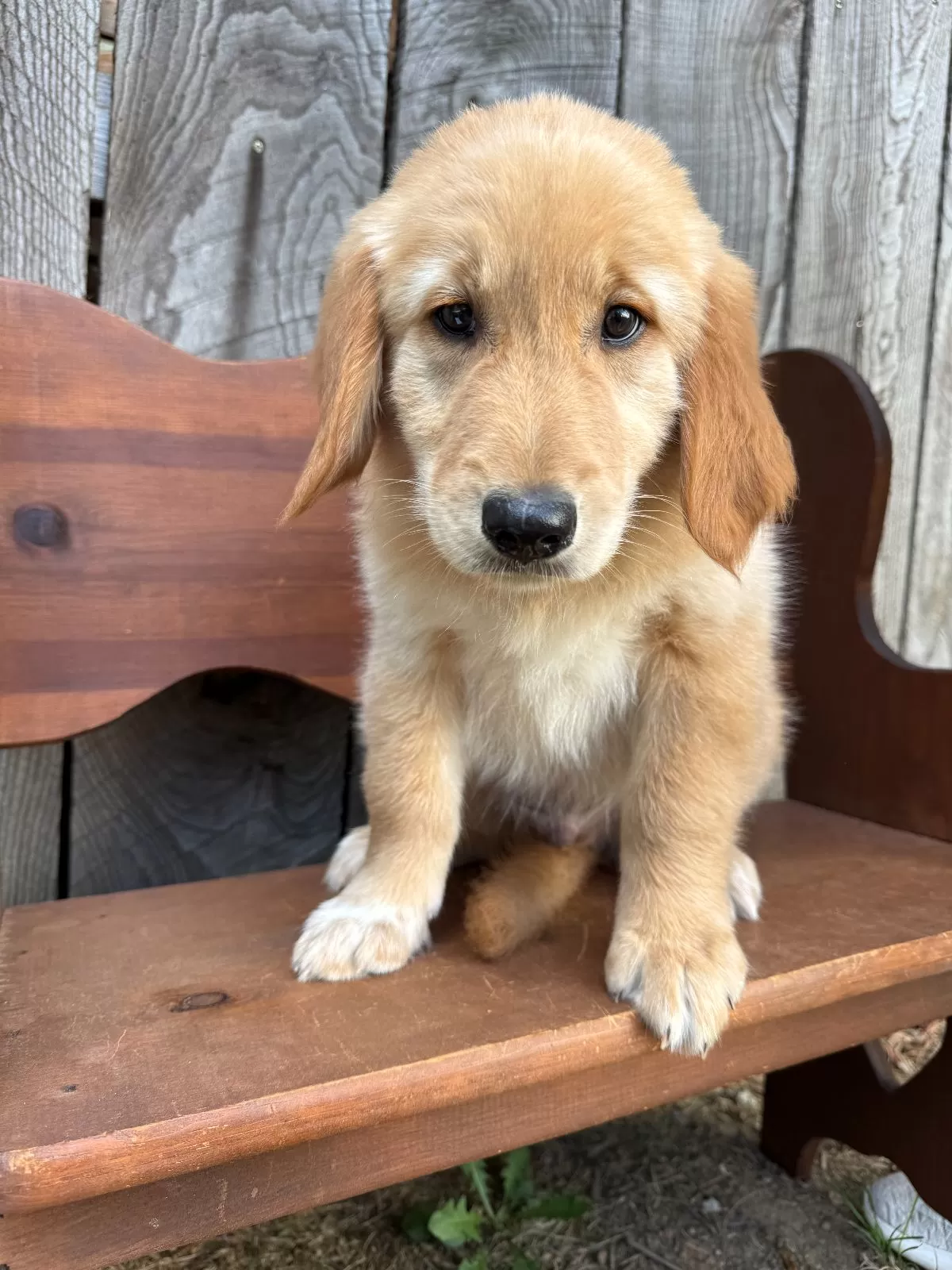 Puppy Name: Duke