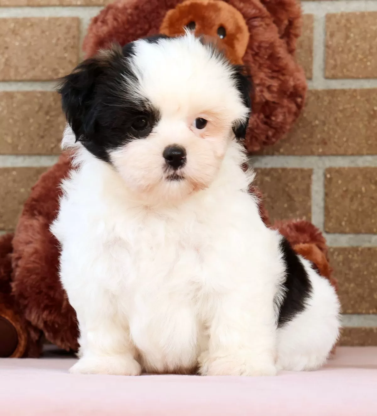 Puppy Name: Gracie