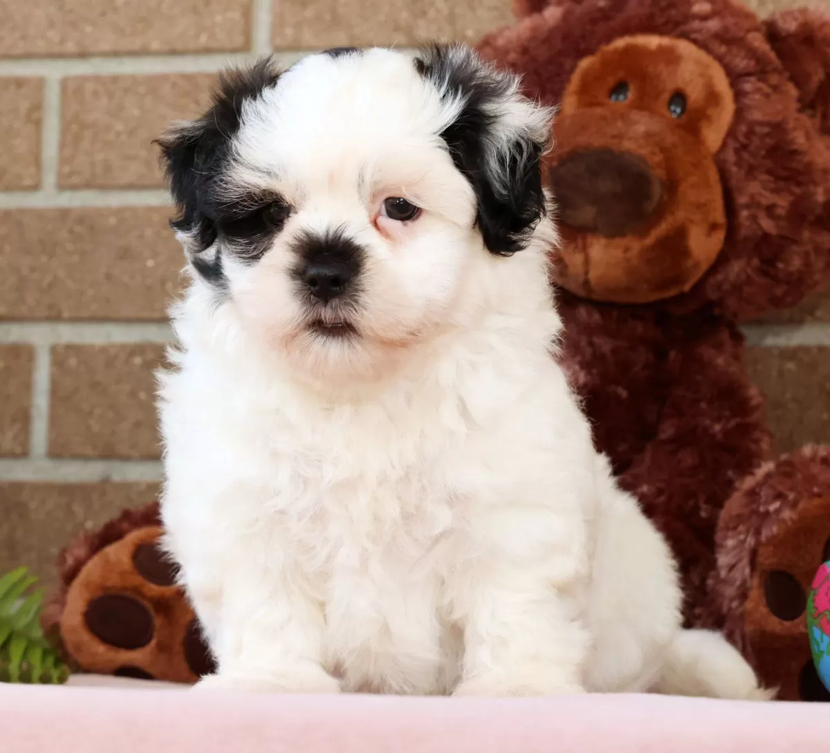 Puppy Name: Jake