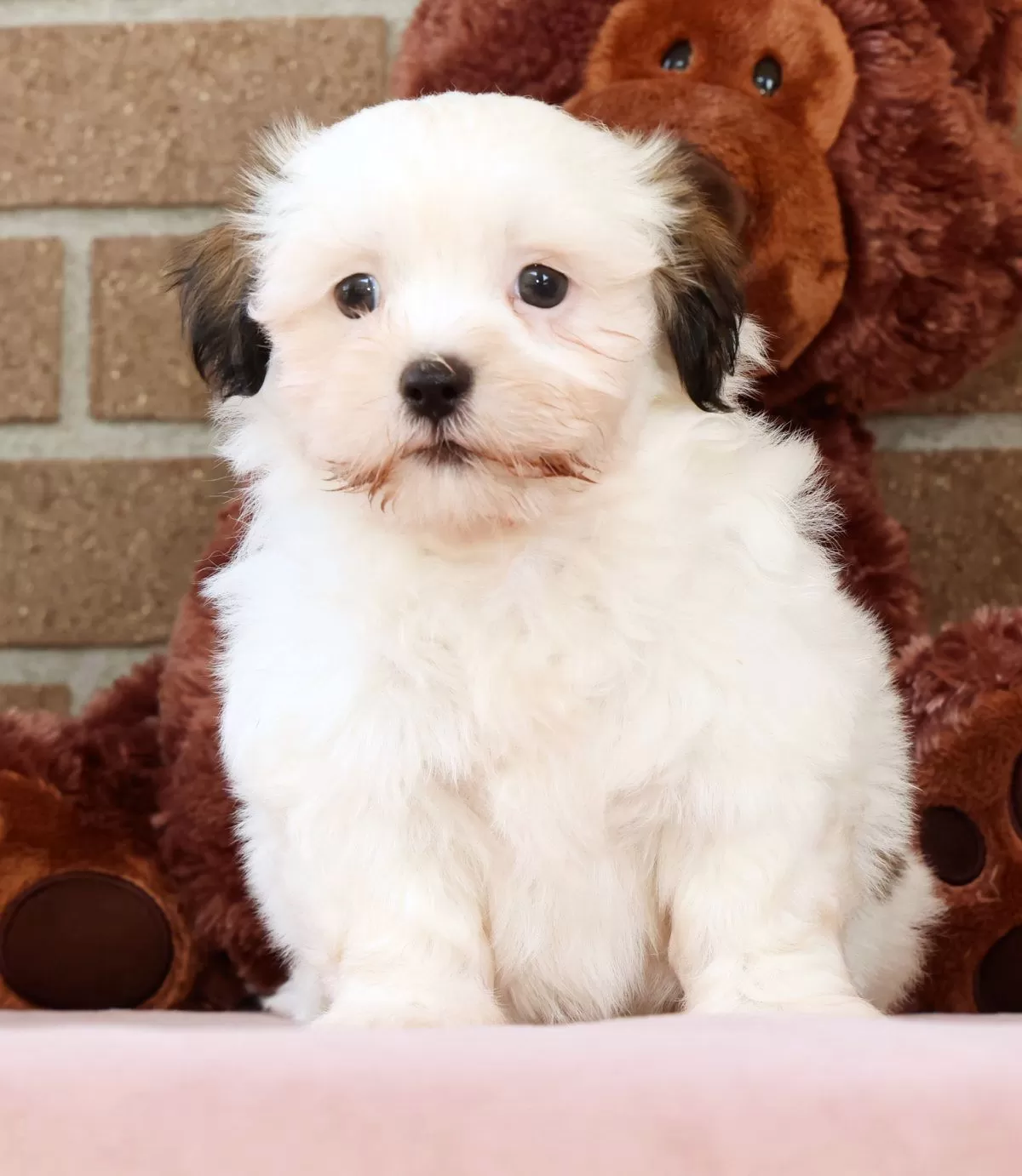 Puppy Name: Braxton