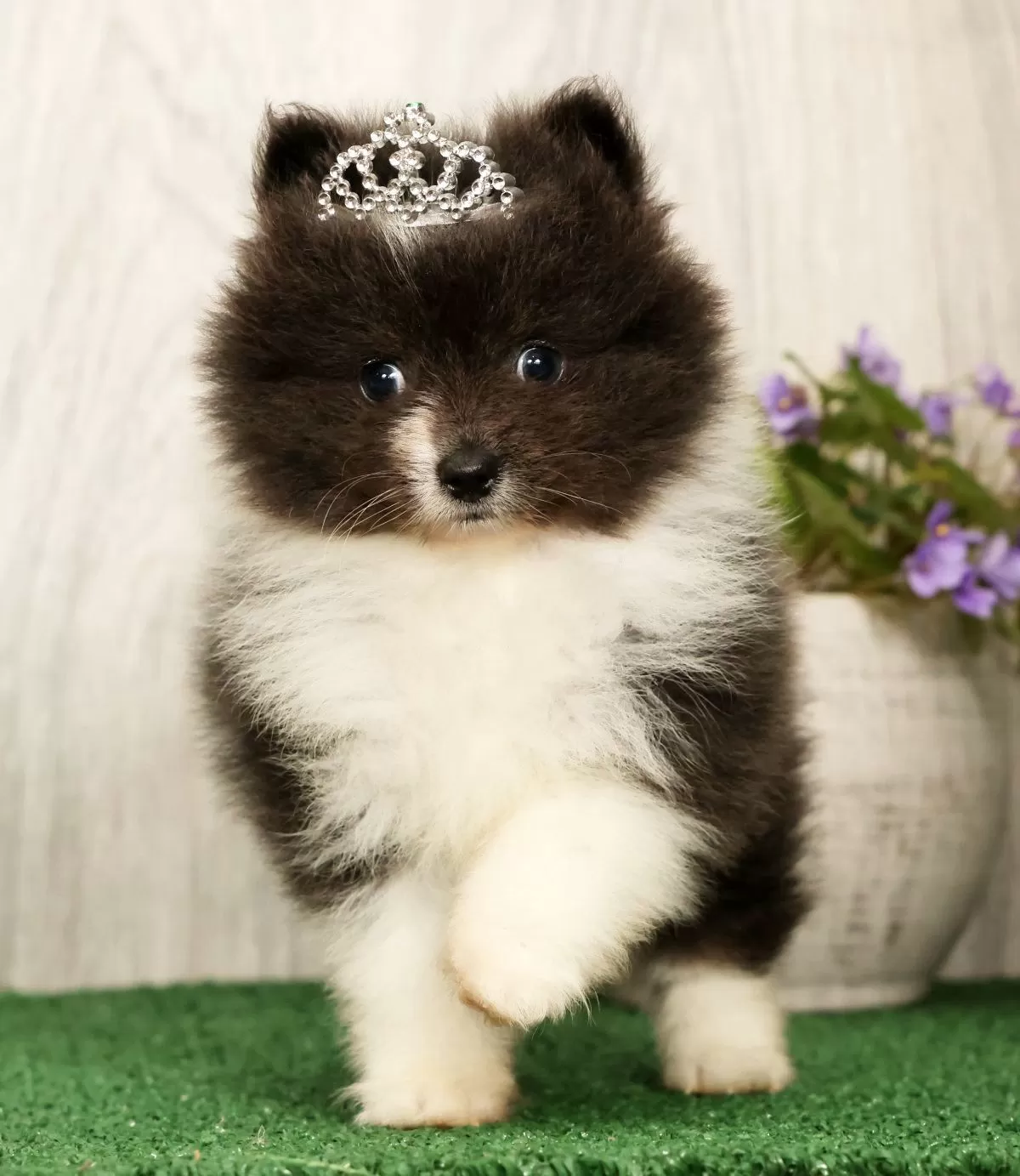 Puppy Name: Sapphire Princess