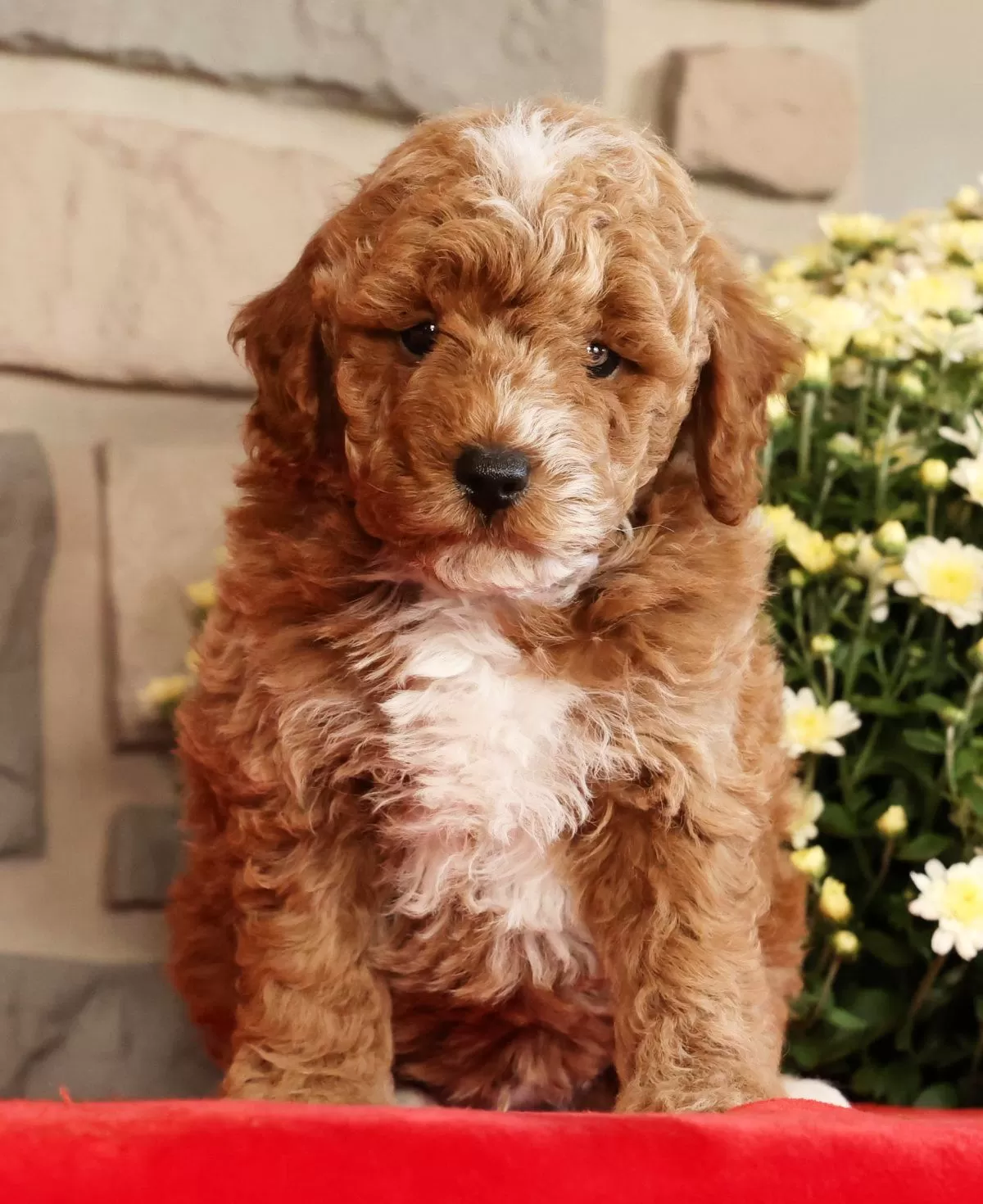 Baxter