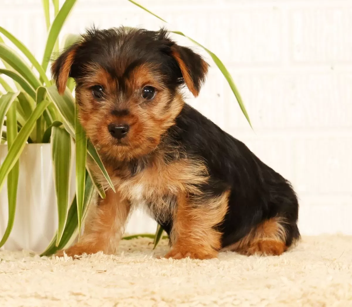 Puppy Name: Seth