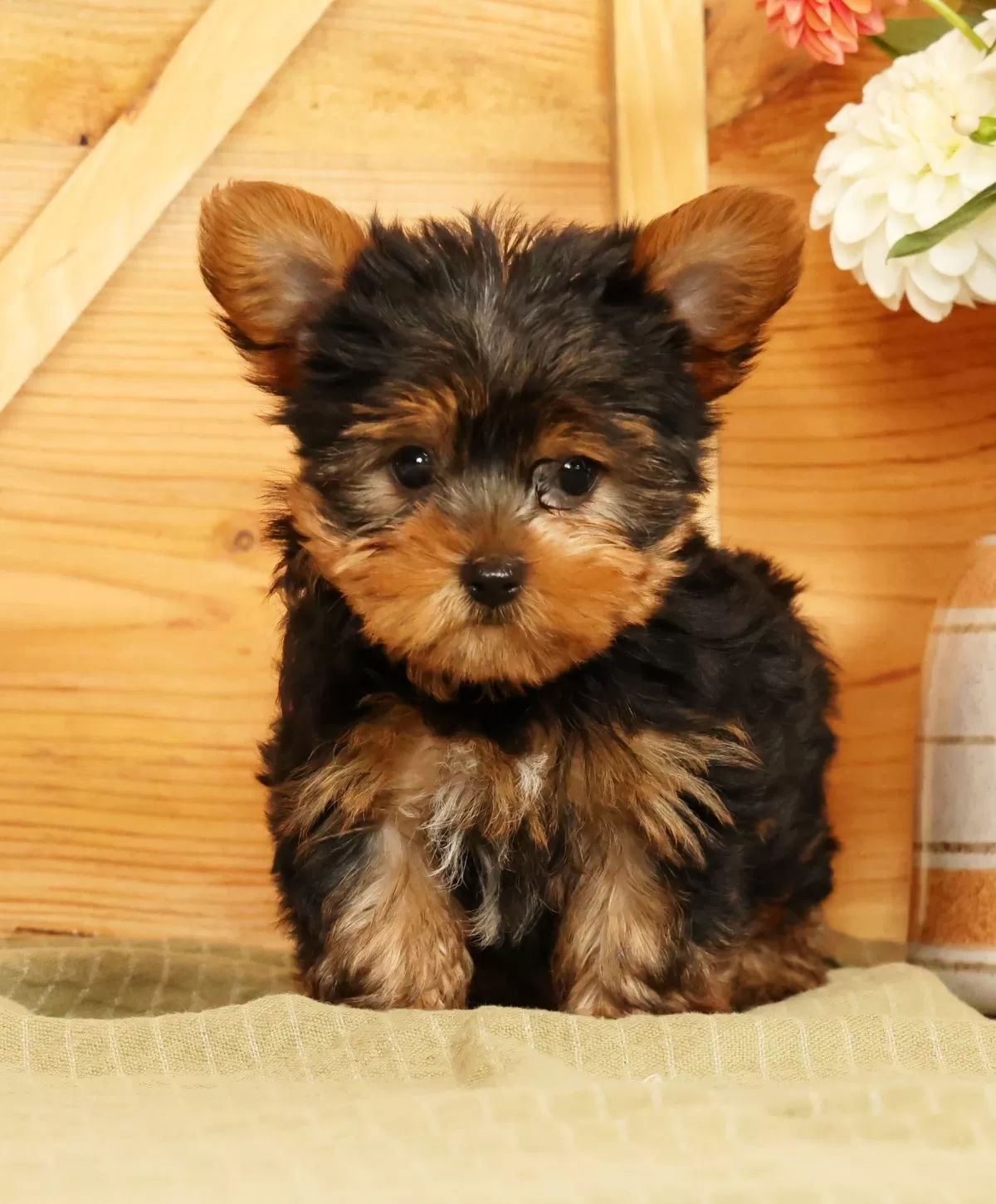 Puppy Name: Spencer