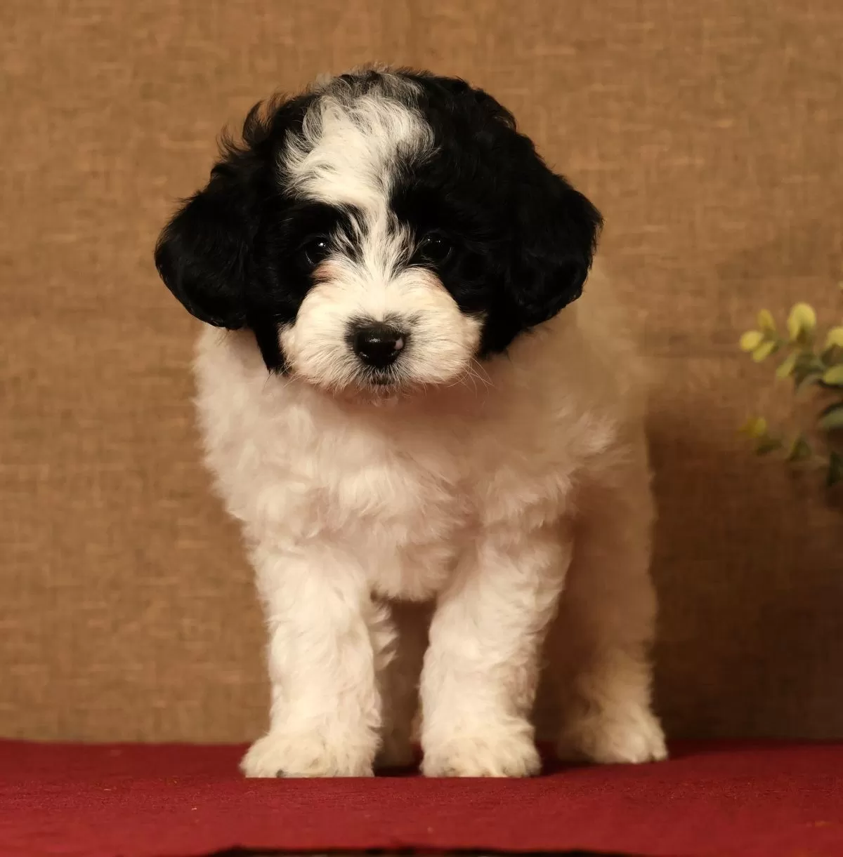 Puppy Name: Callie