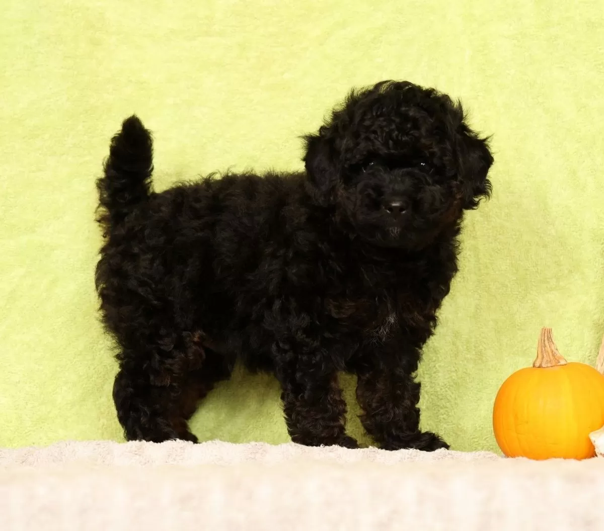 Puppy Name: Conner